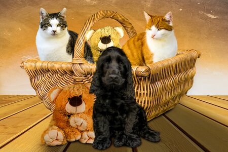 Cat basket teddy