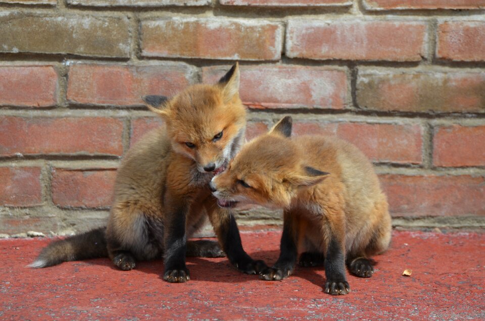 Animal furry family