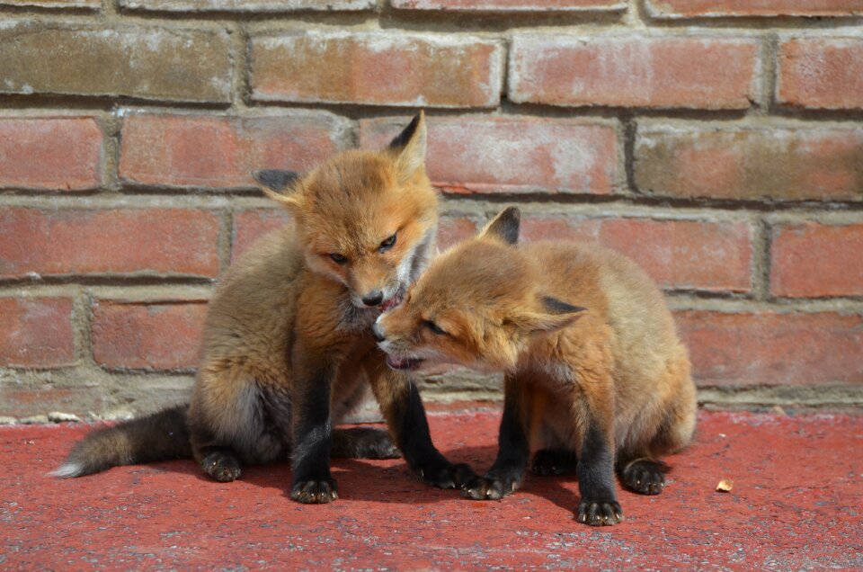 Animal furry family photo