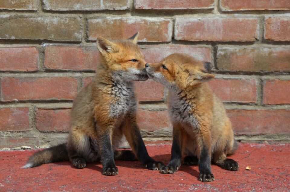 Brothers animal love