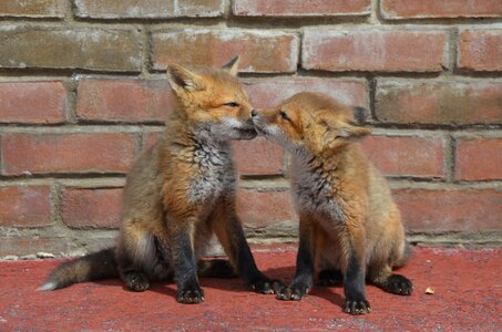 Brothers animal love photo