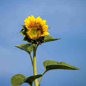 Bloom nature summer