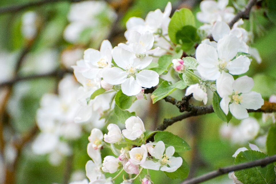 Bloom flower flowers
