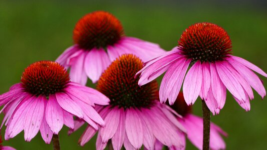 Coneflower reddish close