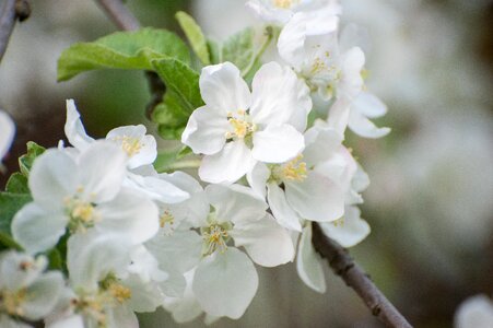 Bloom flower flowers