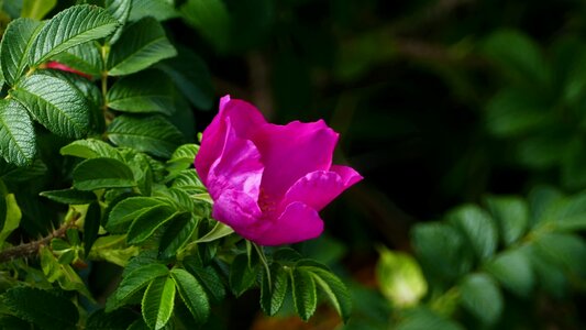 Blossom bloom pink photo