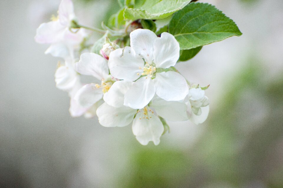 Bloom flower flowers