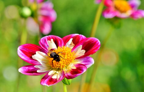 Hummel insect colorful