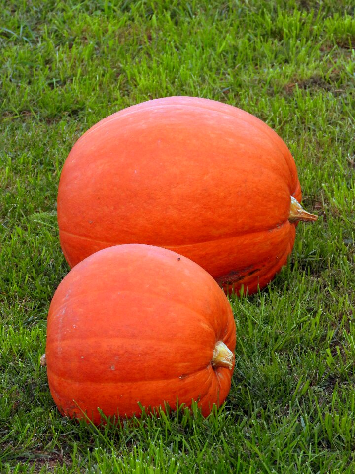 In the fall decoration autumn