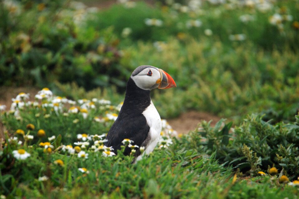 Nature bird watching skomer island