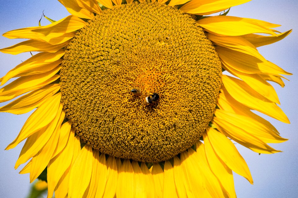 Bloom nature summer