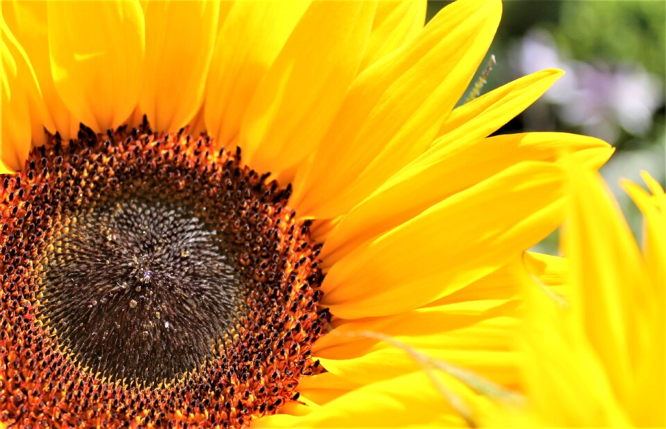 Bloom close up macro