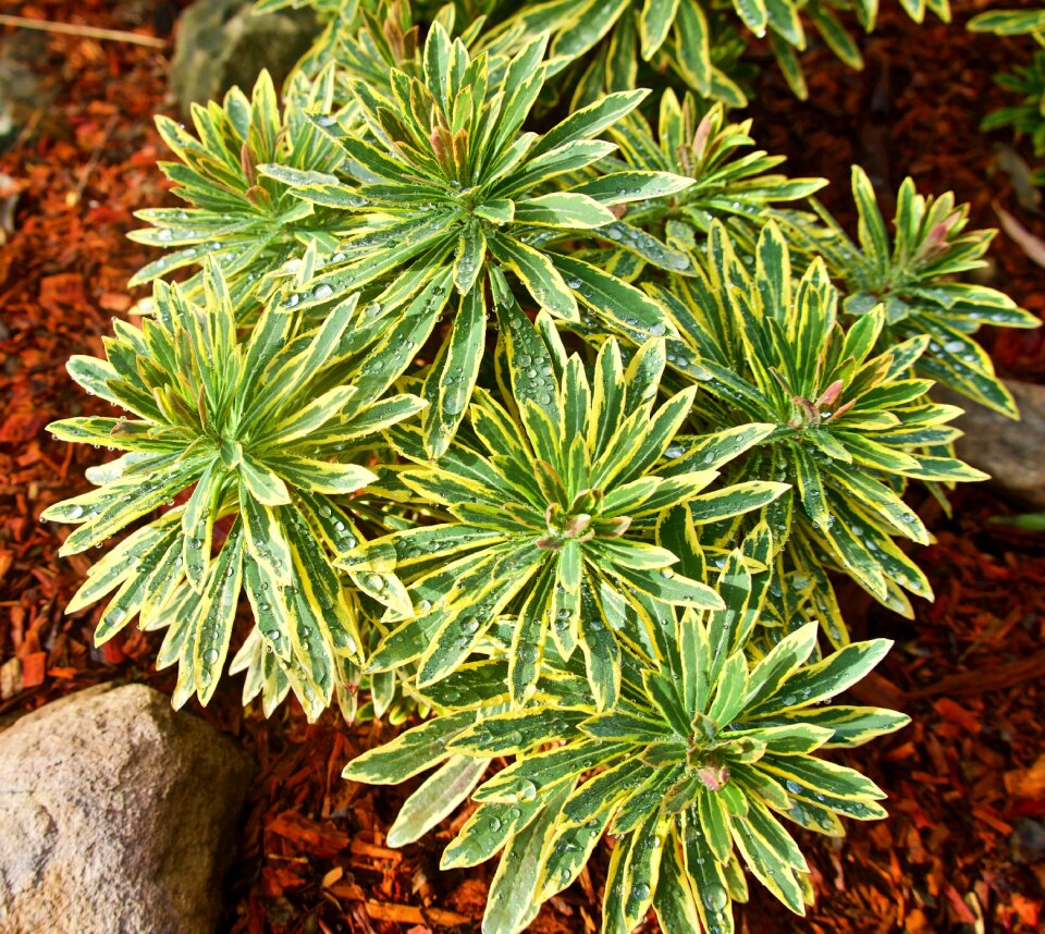 Decorative pattern green