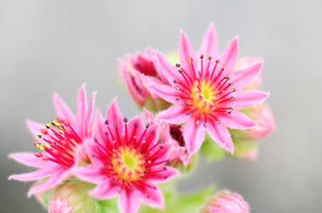 Nature macro thick sheet greenhouse photo