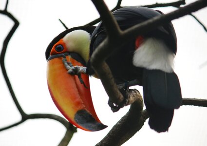 Wildlife animal safari
