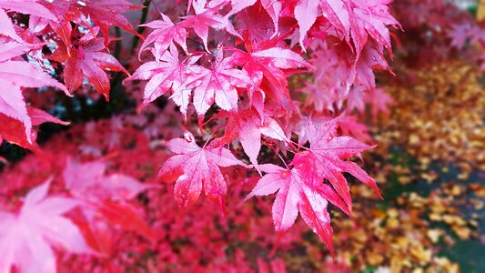 Colorful red yellow photo