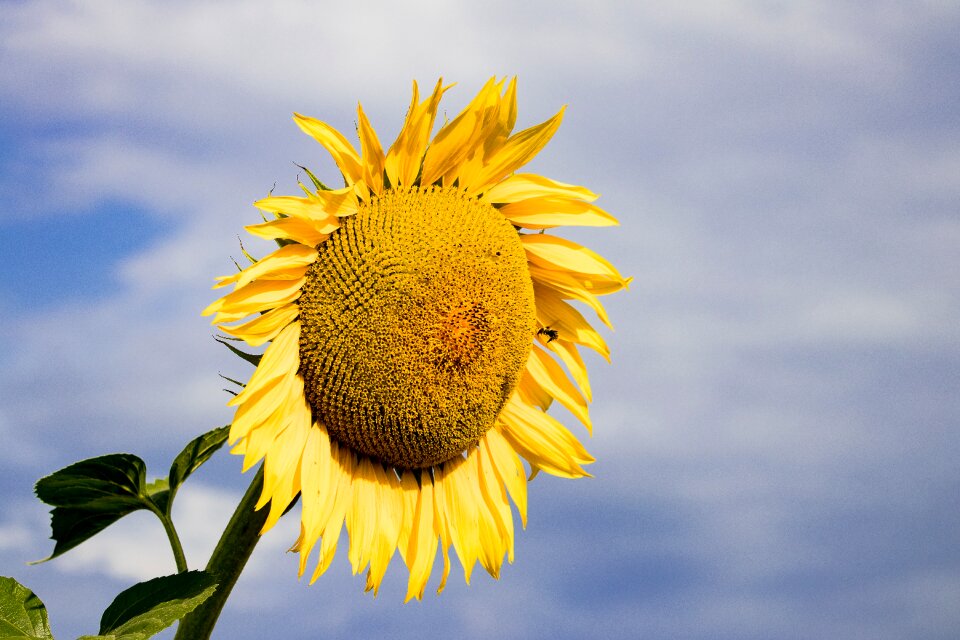 Bloom nature summer