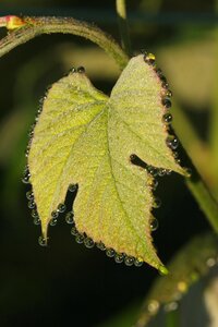 Dew wine leaves