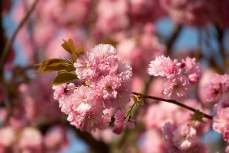 Cherry wood branch plant photo