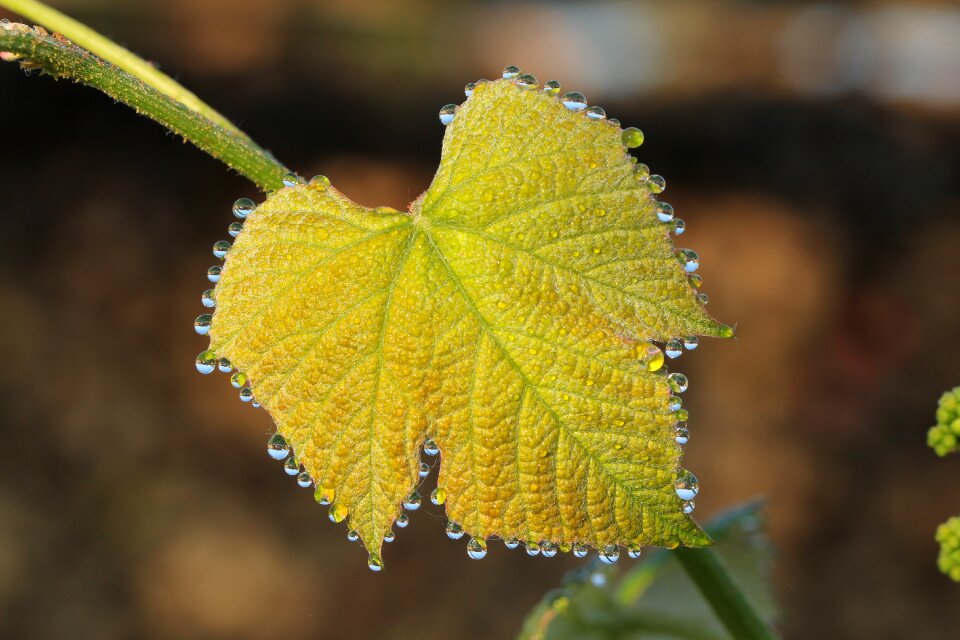 Dew wine leaves