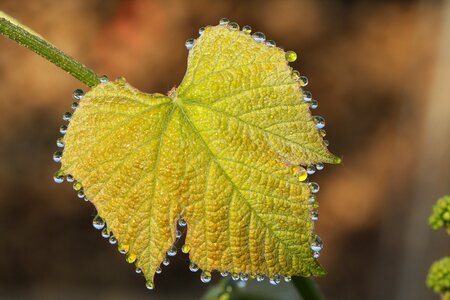 Dew wine leaves