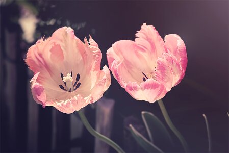 Flower nature plant