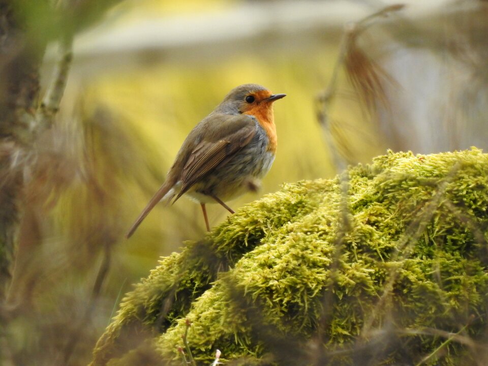 Robins bird small birds
