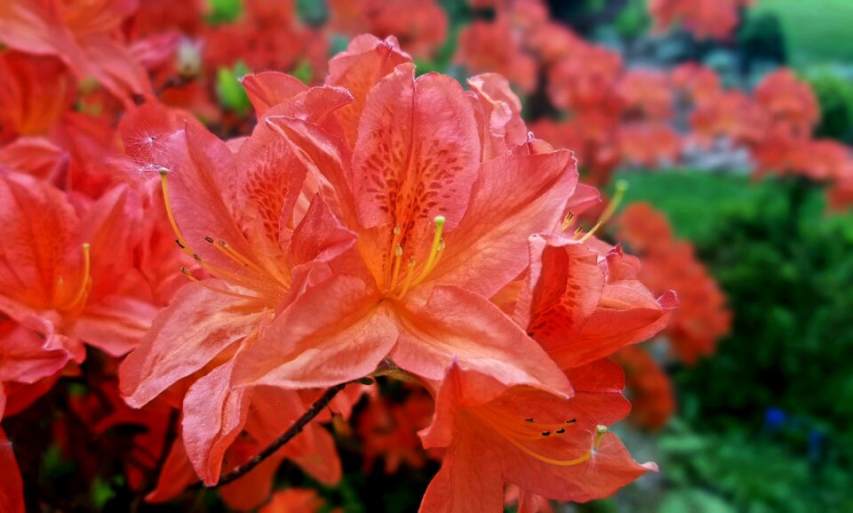 Nature garden azaleas bloom