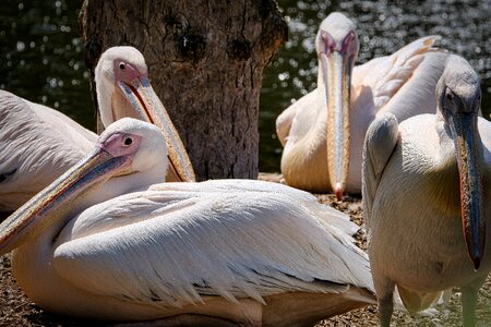 Water bird bill plumage