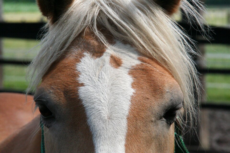 Portrait nature farm