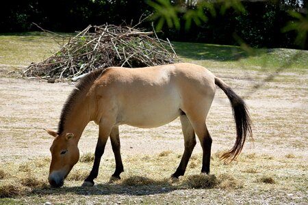 Beige nature animal