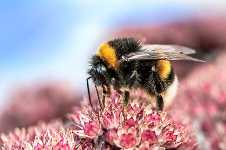 Hummel bombus insect photo