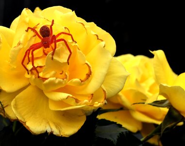 Nature flower plant