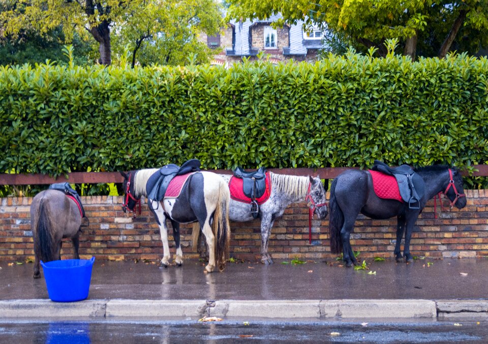 Animal horses animals
