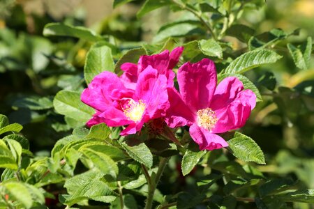 Pink large flowers summer