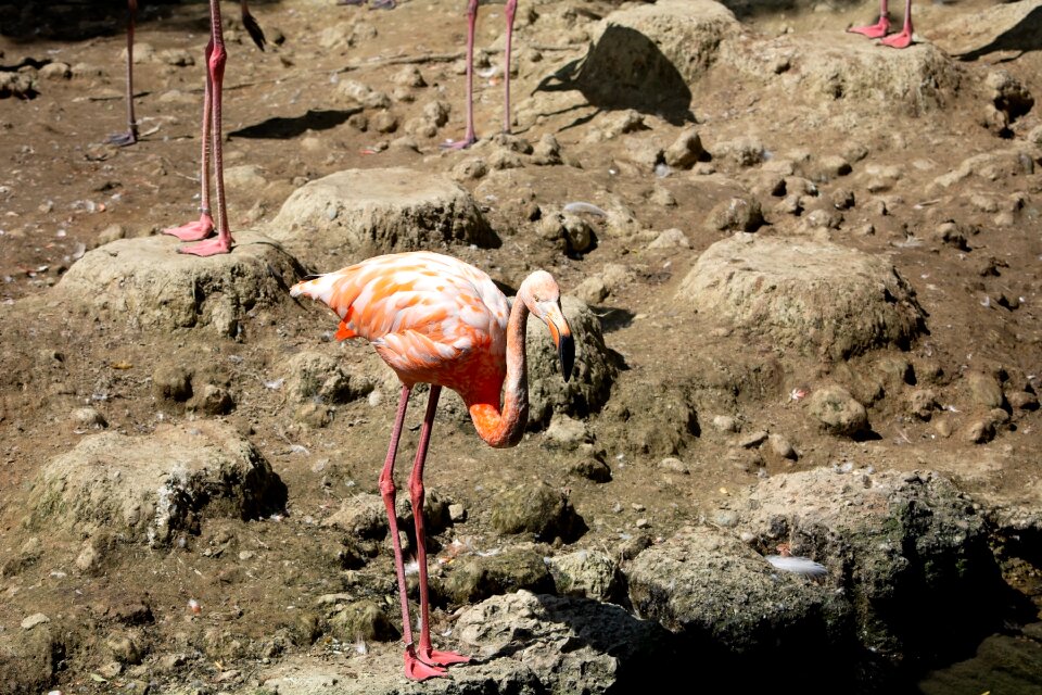 Pride plumage animal world
