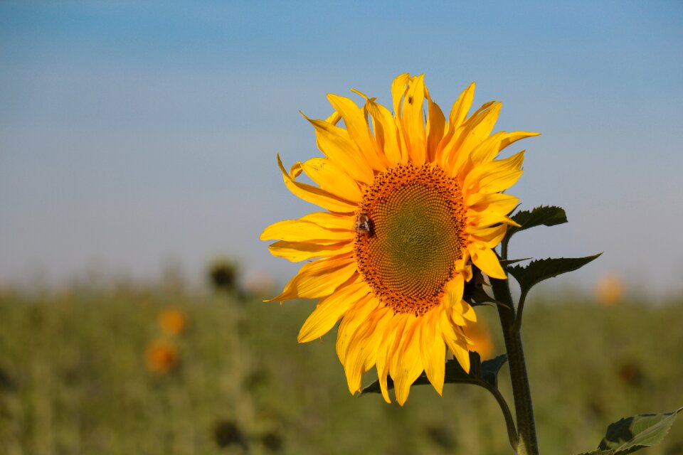 Nature close up sunflower field