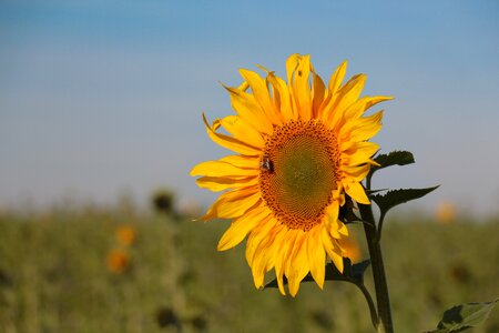 Nature close up sunflower field photo