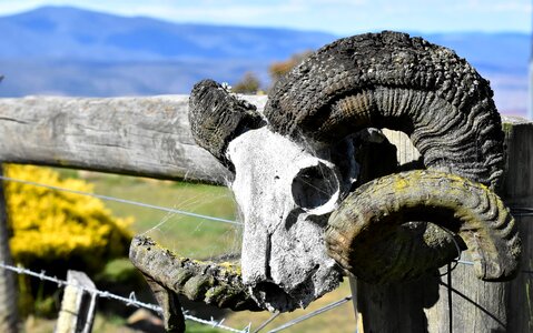 Wild bone rural