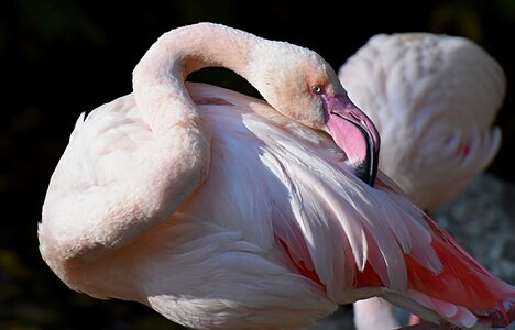 Feather pride tierpark hellabrunn