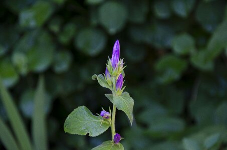 Violet green nature