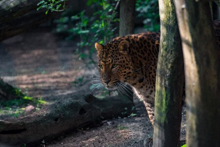 Cat tree leopard photo