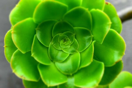 Botanical green floral photo