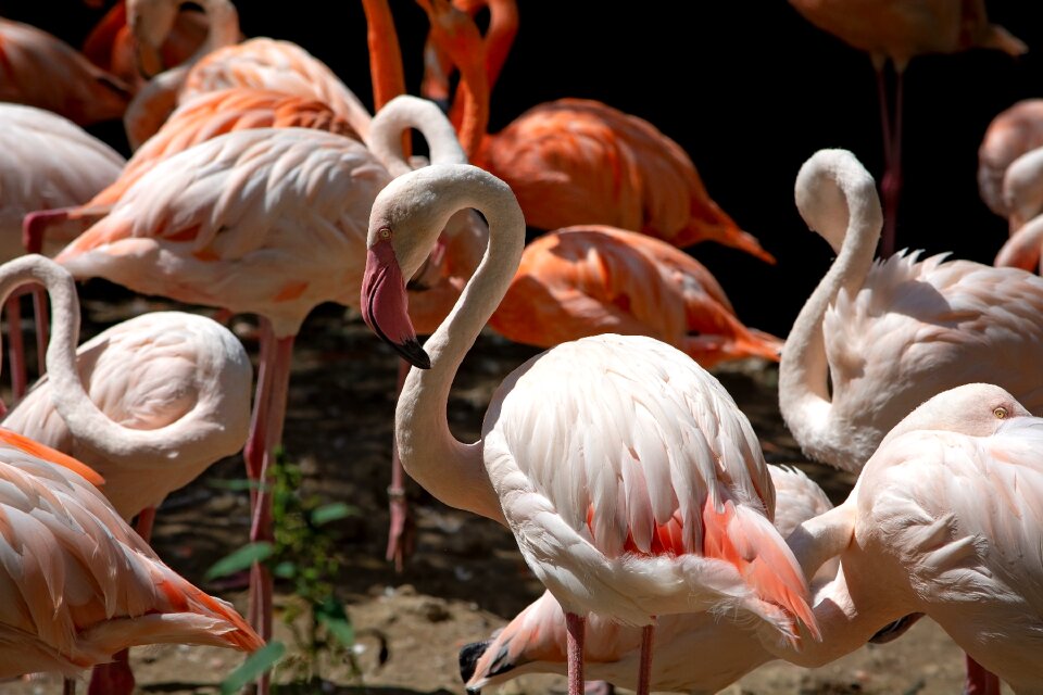 Pride plumage animal world