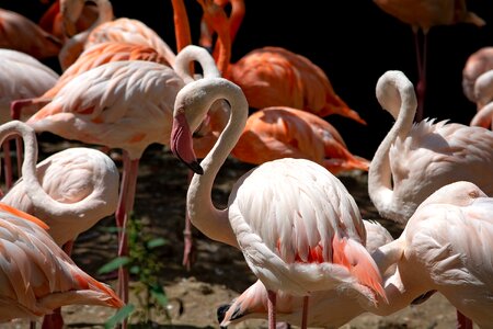Pride plumage animal world