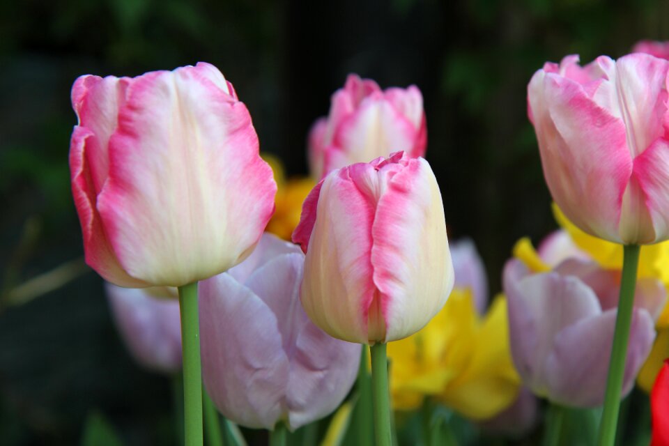 Tulips pink spring-flowering tulip spring