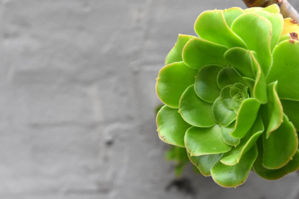 Plant green botanical