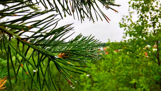 Rain spruce nature