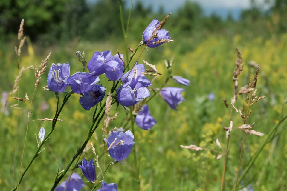 Meadow flowers bell