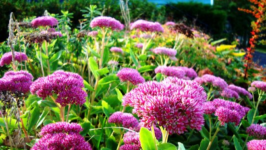 Autumn plant purple